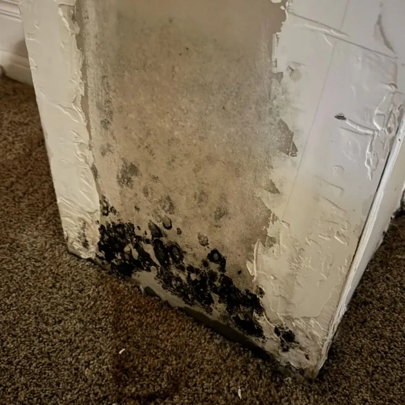 Professional Mold Removal in Newell, WV